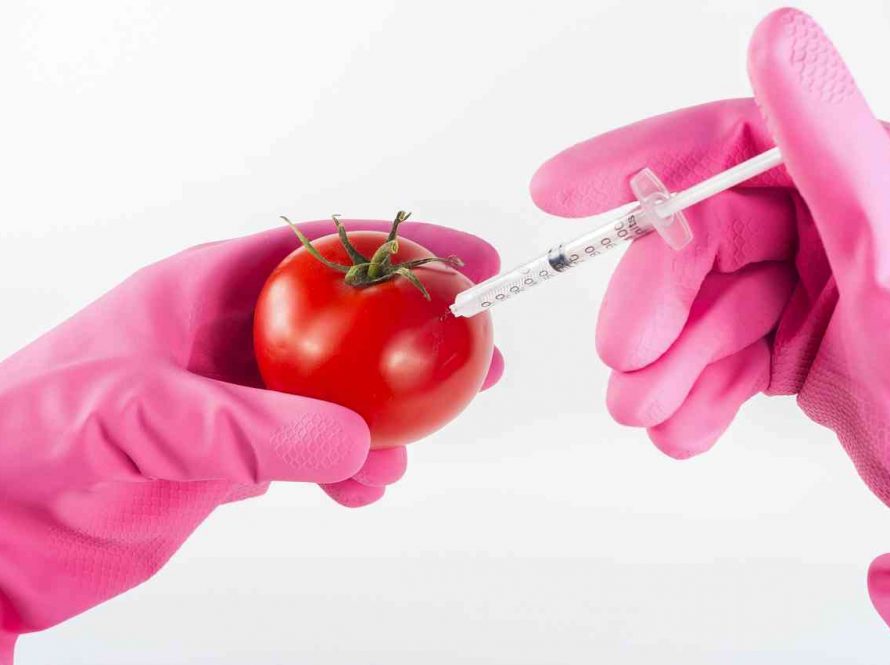GM (genetski modificirana) hrana
