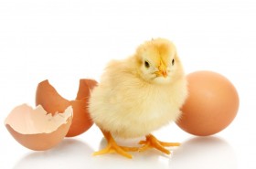 Jaje – simbol savršenstva