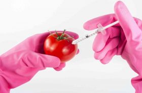 GM (genetski modificirana) hrana